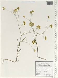 Bupleurum aleppicum Boiss., Зарубежная Азия (ASIA) (Иран)