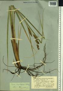 Carex utriculata Boott, Сибирь, Якутия (S5) (Россия)