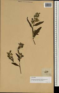 Trichodesma zeylanicum (Burm. fil.) R. Br., Зарубежная Азия (ASIA) (Филиппины)