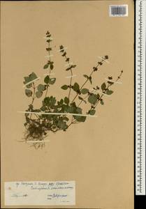 Lamiaceae, Зарубежная Азия (ASIA) (КНР)
