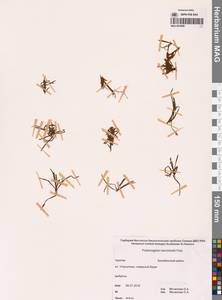 Рдест Берхтольда Fieber, Сибирь, Чукотка и Камчатка (S7) (Россия)