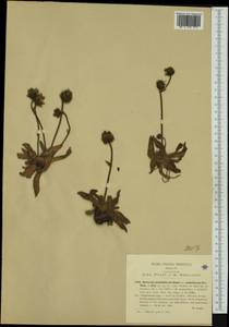 Hieracium dasytrichum subsp. subpiliferum (Arv.-Touv.) Zahn, Западная Европа (EUR) (Италия)