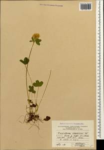 Клевер седоватый Willd., Кавказ, Южная Осетия (K4b) (Южная Осетия)