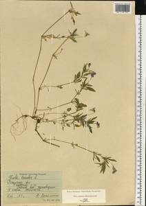 Фиалка трехцветная, Анютины глазки L., Восточная Европа, Центральный район (E4) (Россия)