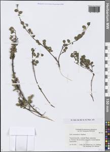 Ива монетовидная Andersson, Сибирь, Западная Сибирь (S1) (Россия)