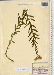 Тысячелистник дваждыпильчатый M.Bieb., Кавказ, Азербайджан (K6) (Азербайджан)