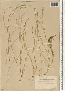Gypsophila laricina Schreb., Зарубежная Азия (ASIA) (Турция)
