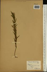 Льнянка Биберштейна Besser, Восточная Европа, Нижневолжский район (E9) (Россия)