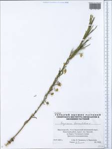 Желтушник ястребинколистный L., Сибирь, Прибайкалье и Забайкалье (S4) (Россия)