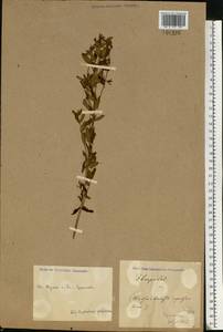 Зверобой продырявленный L., Восточная Европа, Центральный район (E4) (Россия)