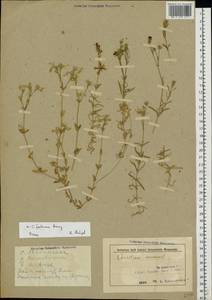 Ясколка полевая L., Восточная Европа, Белоруссия (E3a) (Белоруссия)