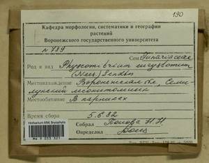 Physcomitrium eurystomum Sendtn., Гербарий мохообразных, Мхи - Центральное Черноземье (B10) (Россия)