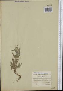 Helichrysum luteoalbum (L.) Rchb., Западная Европа (EUR) (Бельгия)