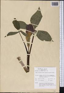 Arisaema triphyllum (L.) Schott, Америка (AMER) (США)