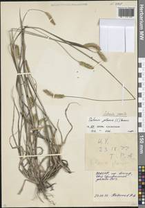 Щетинник сизый, Щетинник малый (Poir.) Roem. & Schult., Кавказ, Северная Осетия, Ингушетия и Чечня (K1c) (Россия)