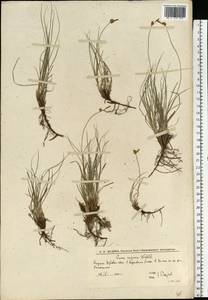 Осока приземистая Willd. ex Wahlenb., Восточная Европа, Нижневолжский район (E9) (Россия)