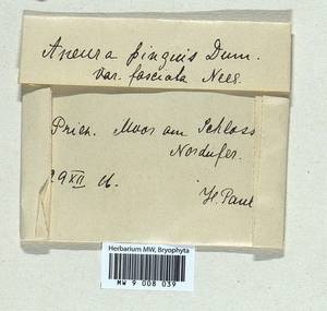 Aneura pinguis (L.) Dumort., Гербарий мохообразных, Мхи - Западная Европа (BEu) (Германия)