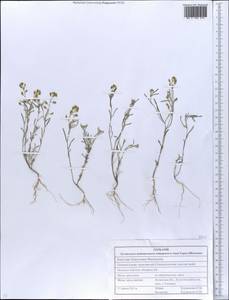 Плоскоплодник льнолистный (Stephan ex Willd.) DC., Восточная Европа, Северо-Украинский район (E11) (Украина)