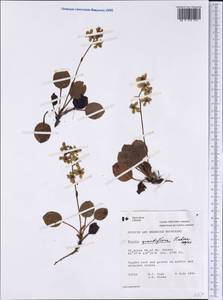Грушанка крупноцветковая Radius, Америка (AMER) (Канада)