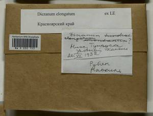 Dicranum elongatum Schleich. ex Schwägr., Гербарий мохообразных, Мхи - Красноярский край, Тыва и Хакасия (B17) (Россия)