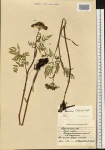 Гирчовник татарский Hoffm., Восточная Европа, Северный район (E1) (Россия)