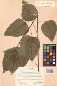 Populus tremula var. davidiana (Dode) C. K. Schneid., Сибирь, Дальний Восток (S6) (Россия)
