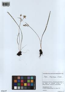 Гусиный лук длиннострелковый Grossh., Сибирь, Алтай и Саяны (S2) (Россия)