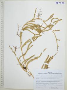 Spinulum annotinum subsp. annotinum, Сибирь, Дальний Восток (S6) (Россия)