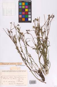 Tragopogon serotinus Sosn. ex Kuth., Сибирь, Дальний Восток (S6) (Россия)