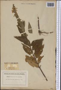 Teucrium canadense L., Америка (AMER) (США)