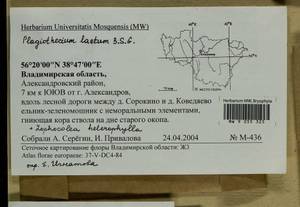 Plagiothecium laetum Schimp., Гербарий мохообразных, Мхи - Центральное Нечерноземье (B6) (Россия)