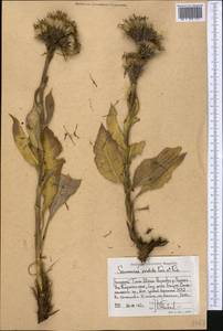 Соссюрея грязноцветковая Kar. & Kir., Средняя Азия и Казахстан, Западный Тянь-Шань и Каратау (M3) (Киргизия)