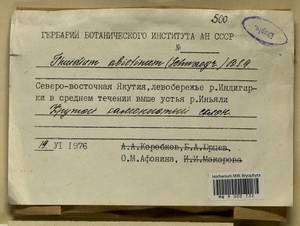 Abietinella abietina (Hedw.) M. Fleisch., Гербарий мохообразных, Мхи - Якутия (B19) (Россия)
