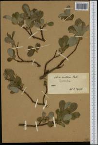 Ива арктическая Pall., Сибирь, Чукотка и Камчатка (S7) (Россия)