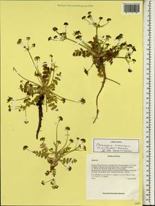Chamaesium novemjugum (C. B. Cl.) C. Norman, Зарубежная Азия (ASIA) (КНР)