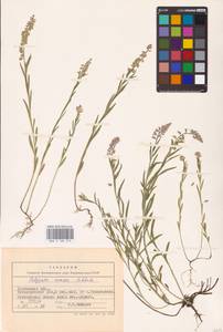 Истод хохлатый Schkuhr, Восточная Европа, Центральный лесостепной район (E6) (Россия)