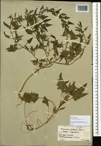 Blitum virgatum subsp. virgatum, Кавказ, Южная Осетия (K4b) (Южная Осетия)