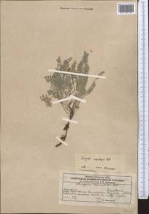 Астрагал камнеломный, Астрагал скальный Pall., Средняя Азия и Казахстан, Прикаспийский Устюрт и Северное Приаралье (M8) (Казахстан)