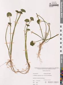 Калужница укореняющаяся (T.F.Forst.) Beck, Сибирь, Чукотка и Камчатка (S7) (Россия)