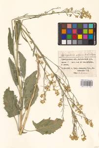 Гулявник волжский M.Bieb. ex E.Fourn., Восточная Европа (без точных пунктов) (E0)