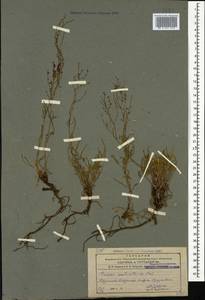 Щавель щавельковидный (Balansa) Den Nijs, Кавказ, Армения (K5) (Армения)