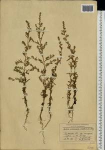 Bassia scoparia var. subvillosa (Moq.) Buttler, Восточная Европа, Западный район (E3) (Россия)
