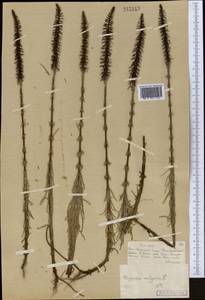 Хвостник обыкновенный, Водяная сосенка L., Средняя Азия и Казахстан, Муюнкумы, Прибалхашье и Бетпак-Дала (M9) (Казахстан)