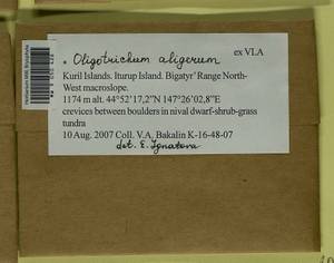 Oligotrichum aligerum Mitt., Гербарий мохообразных, Мхи - Дальний Восток (без Чукотки и Камчатки) (B20) (Россия)