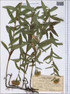 Pentanema salicinum subsp. salicinum, Сибирь, Центральная Сибирь (S3) (Россия)