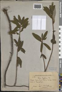 Rhododendron hypoleucum (Kom.) Harmaja, Сибирь, Дальний Восток (S6) (Россия)