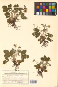 Земляника зеленая, Полуница Duchesne, Восточная Европа, Восточный район (E10) (Россия)