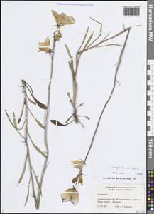 Колокольчик персиколистный L., Восточная Европа, Северо-Западный район (E2) (Россия)