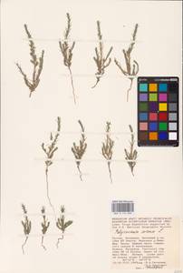 Хруплявник полевой L., Восточная Европа, Нижневолжский район (E9) (Россия)