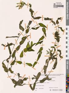 Рдест пронзеннолистный, Рдест стеблеобъемлющий L., Сибирь, Чукотка и Камчатка (S7) (Россия)